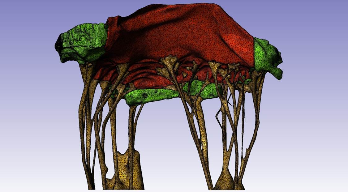 Mitral Valve Modeling